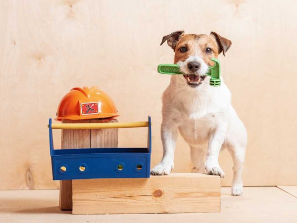 a toy hammer in its mouth