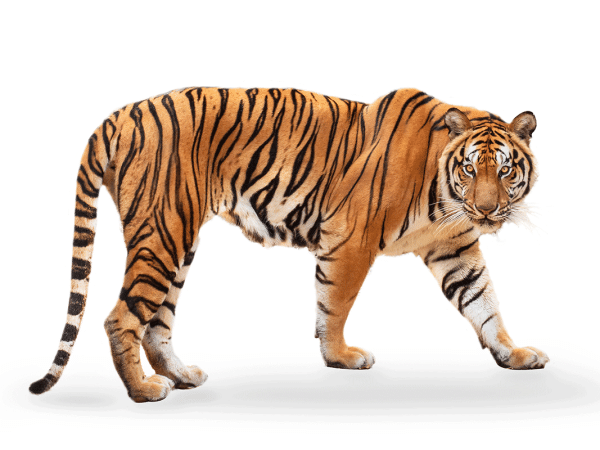 Gettyimages 1218694103 realistic tiger