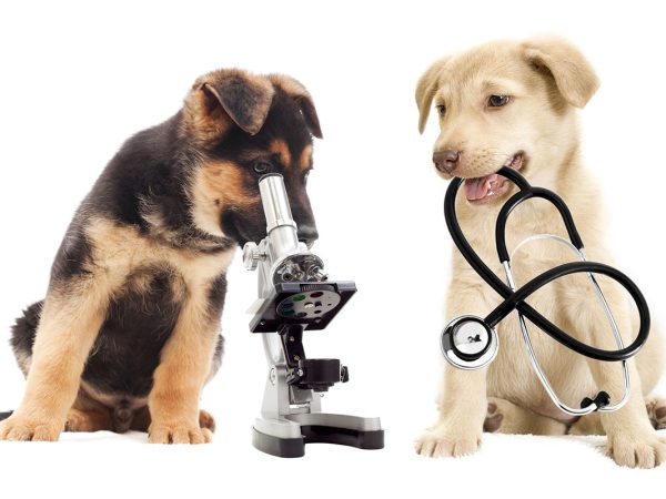 one looking through a microscope