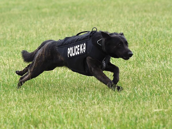 Gorrit-police-dog