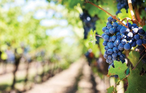 Grapes-Harvest-Libations