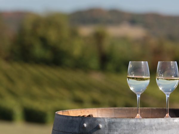 set against a blurred background of vineyards and distant hills