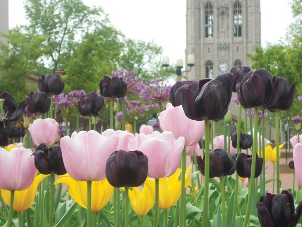 MU-tulips