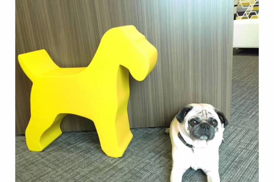 Pets-at-the-office