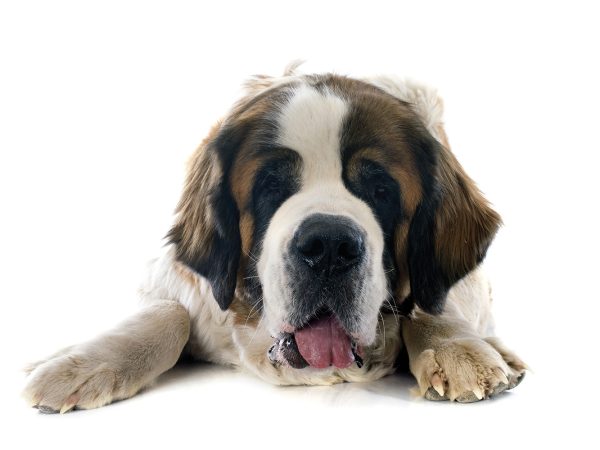 Good Dog - More Than a Friend - Unleashed - COMO Living