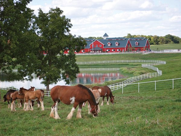 Unleashed-Clydesdales-Missouri
