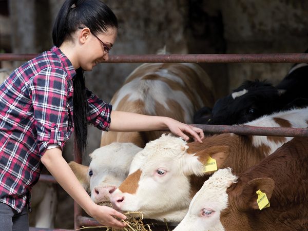 Agriculture student interacting with cow livestock