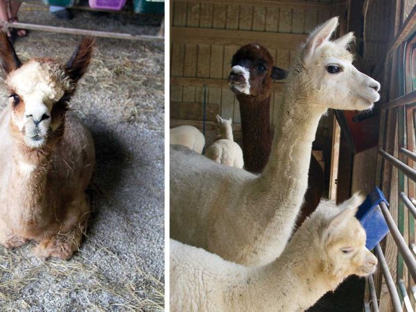alpacas