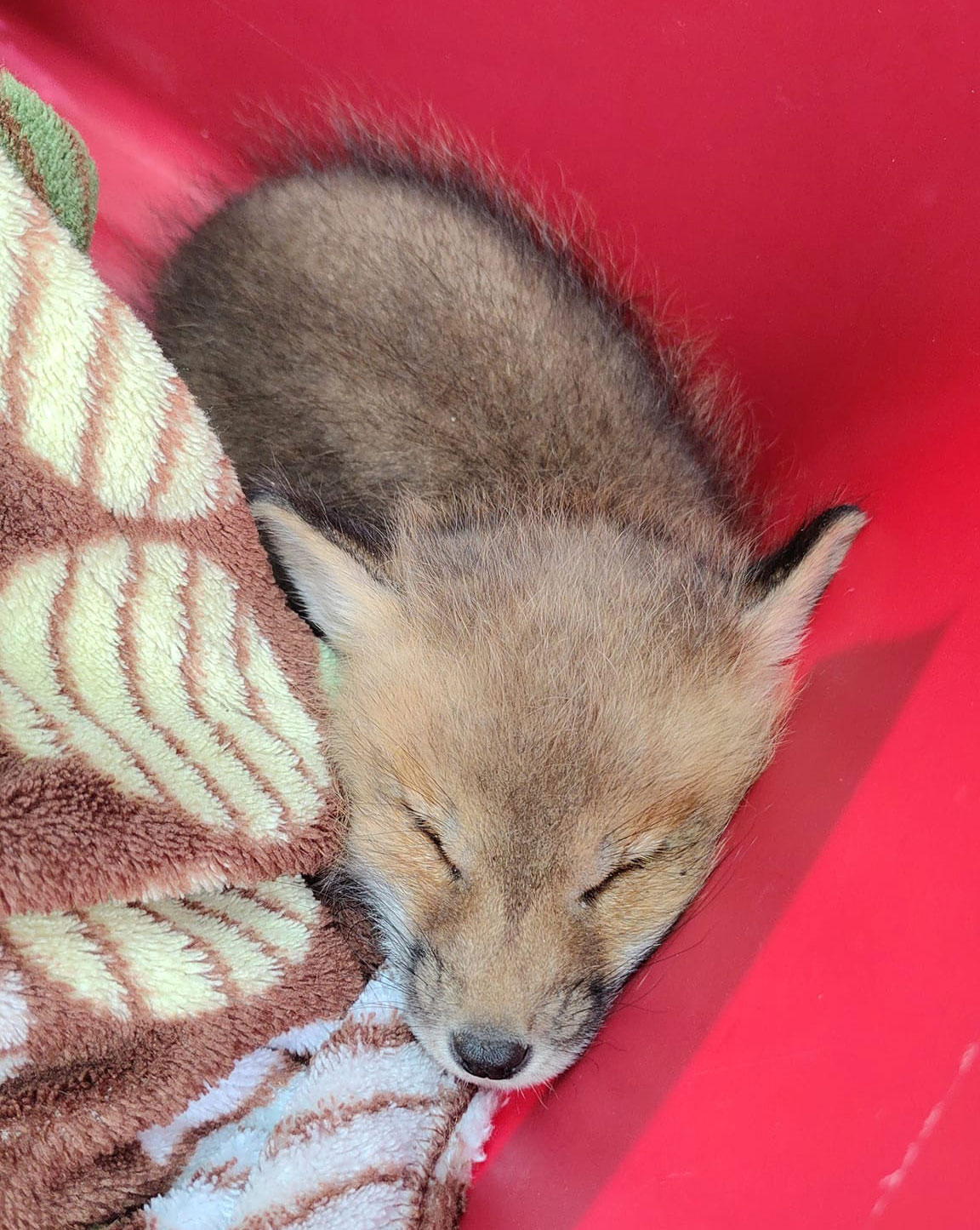Baby Fox Sleeping