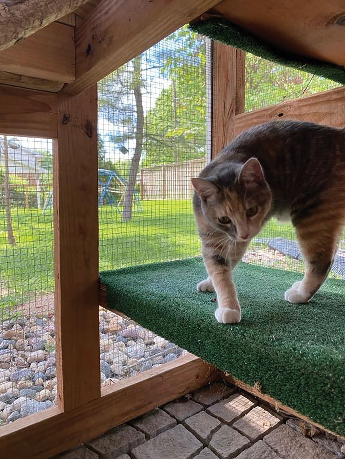 Calico Cat Inside The Catio