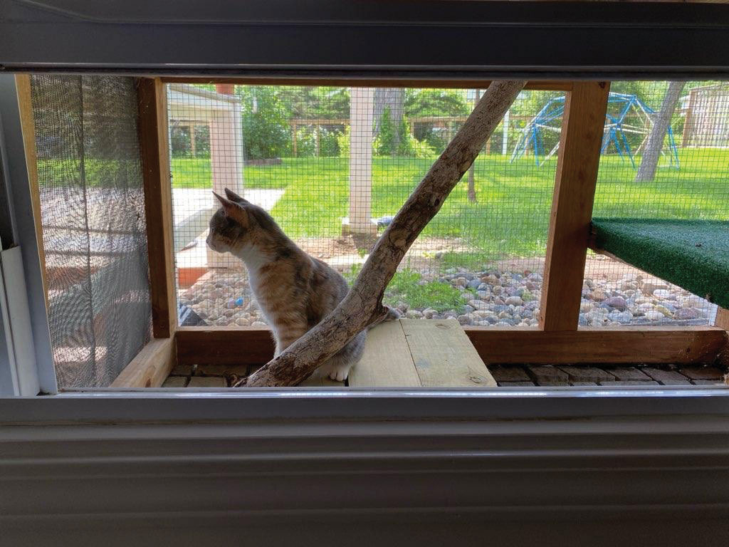 Calico Cat Sitting Inside The Catio