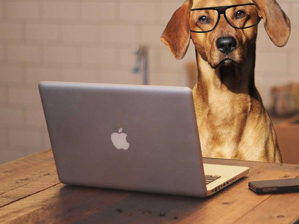 A dog wearing glasses sits at an Apple laptop computer.