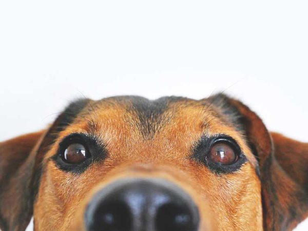 with big wet nose