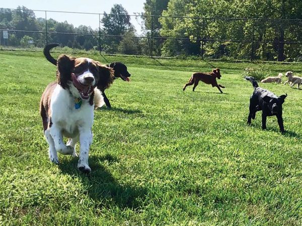 creekside-pet-center
