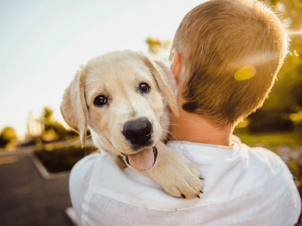 A cute yellow lab dog looks over its owners shoulder as the dog is carried into the sunlight.