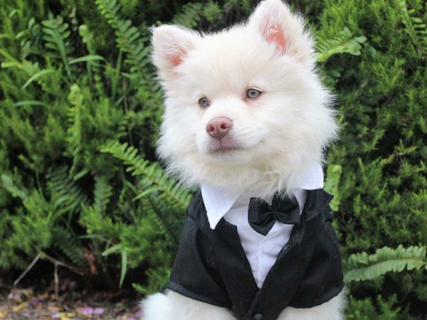 A fluffy white dog is dressed in a tuxedo top with a cute bow tie.