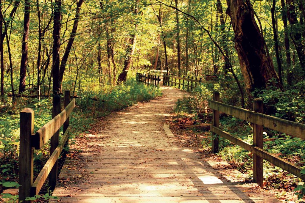 sunlit forest. Tall trees and abundant greenery line the trail