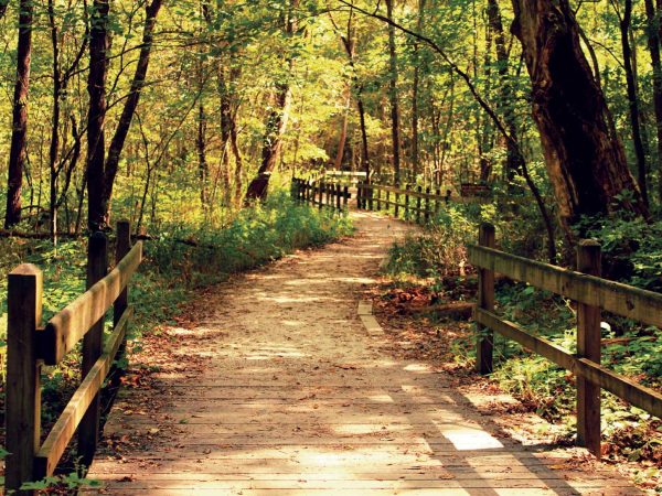 sunlit forest. Tall trees and abundant greenery line the trail