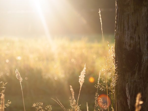 field-summer-sun-meadow