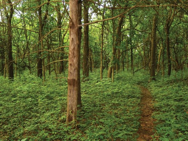 slender trees surrounded by lush green undergrowth. A narrow dirt path weaves through the trees