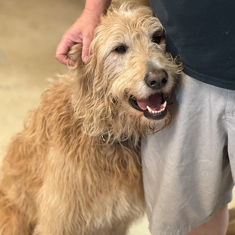 Frankie the Labradoodle From Jim's Lock And Key