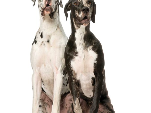 two large great dane breed dogs sitting side by side one another looking directly into the camera against a white background