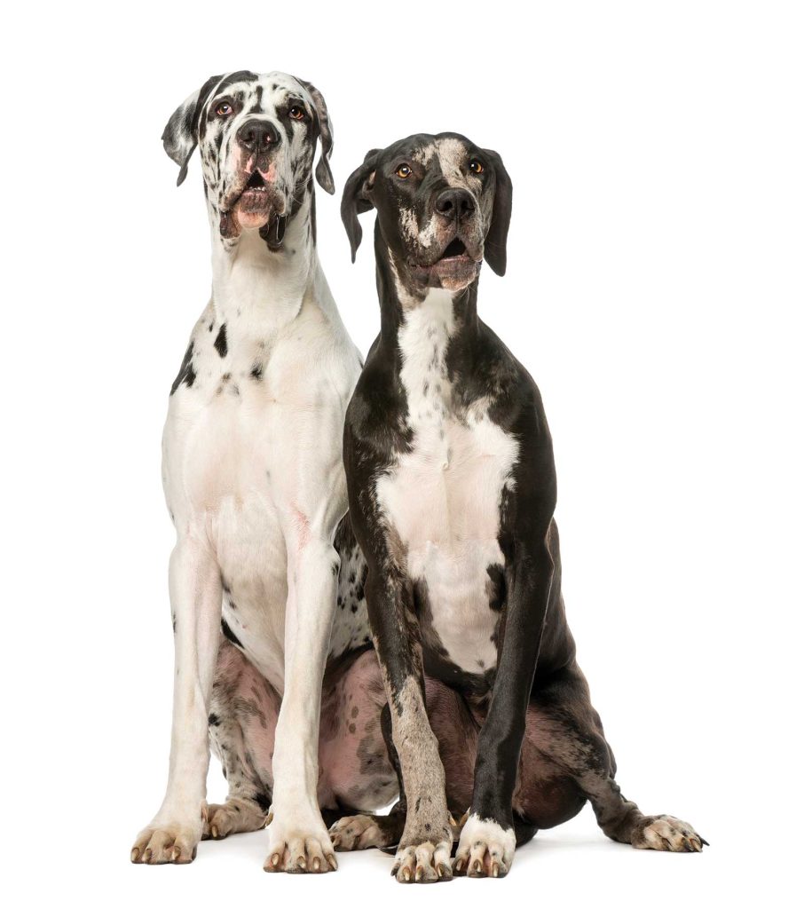 two large great dane breed dogs sitting side by side one another looking directly into the camera against a white background