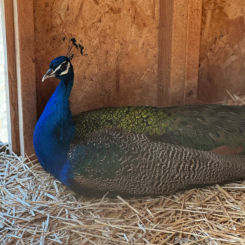 Helmis Peacock 800x800