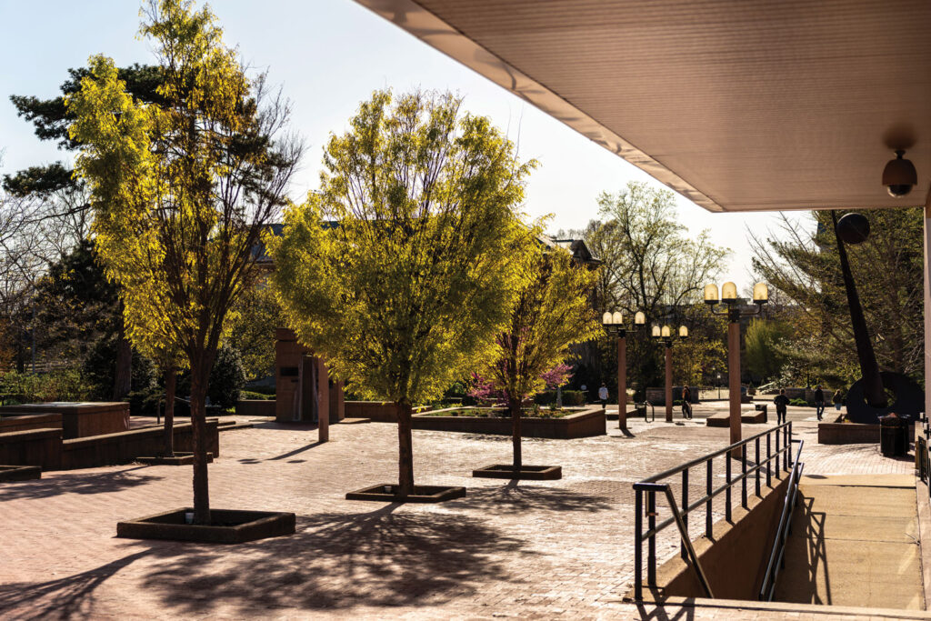 Japanese Zelkova Lowry Mall Cox