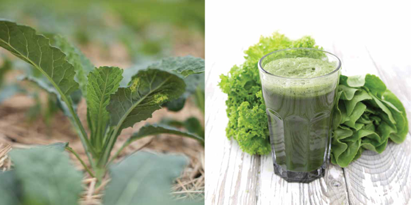 kale