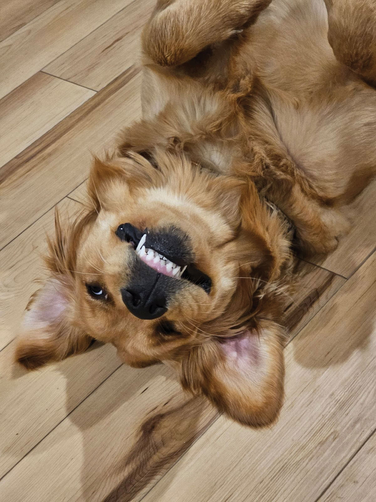 Austin & Lacie's dog, Luna, loves smiling at you, playing fetch and cuddling.