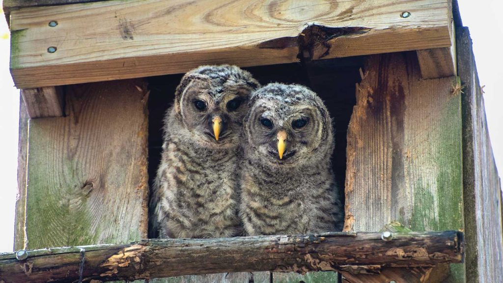 surrounded by weathered wood.