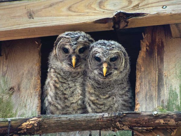 surrounded by weathered wood.
