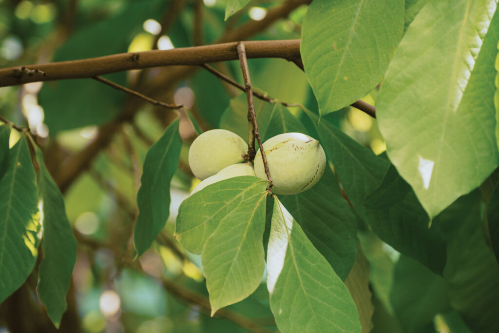 Pawpaw Tree Native Tree Collection Life Sciences Center Caldwell
