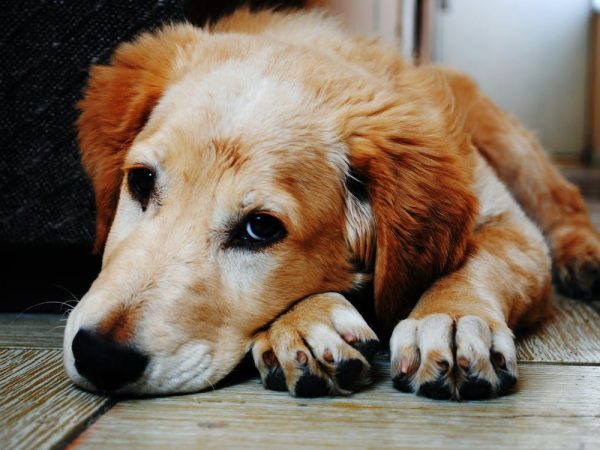 pet