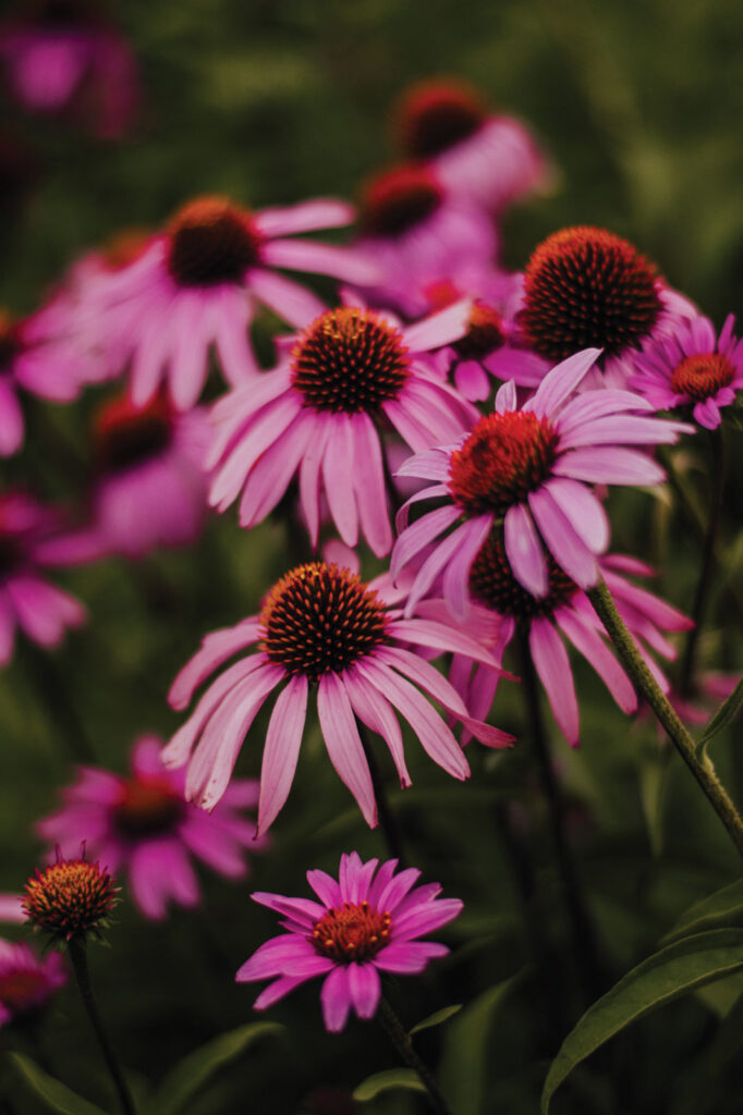 Purple Coneflower Carnahan Quad Caldwell