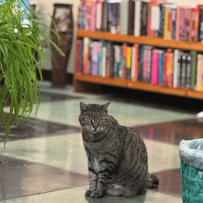 Rama, the resident feline at Sabu's Books.