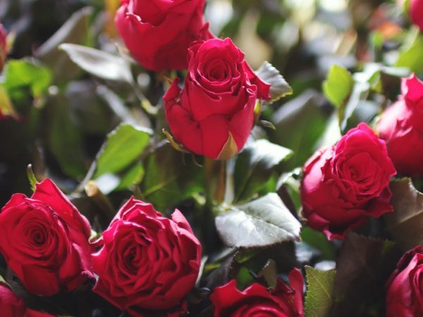 red-love-romantic-flowers