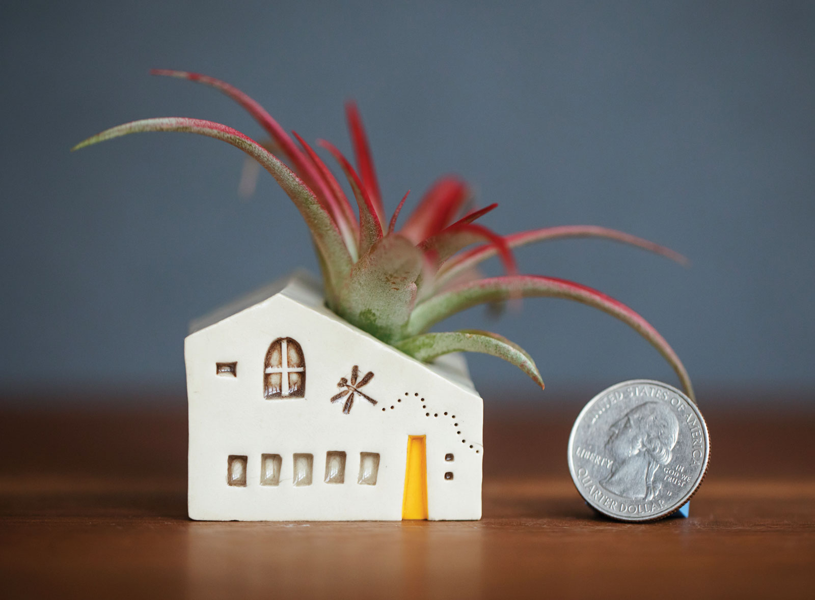 Snowpond Ceramics Quarter Air Plant