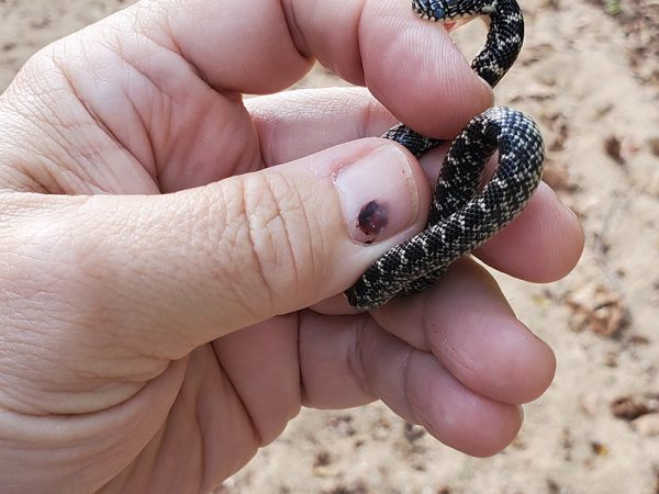 speckledkingsnake