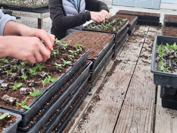 strawberry-hill-farms-growing-themselves
