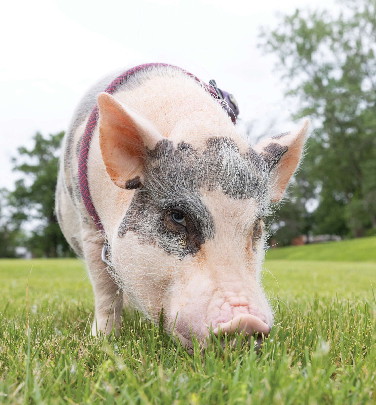 Truffles munching on some grass.