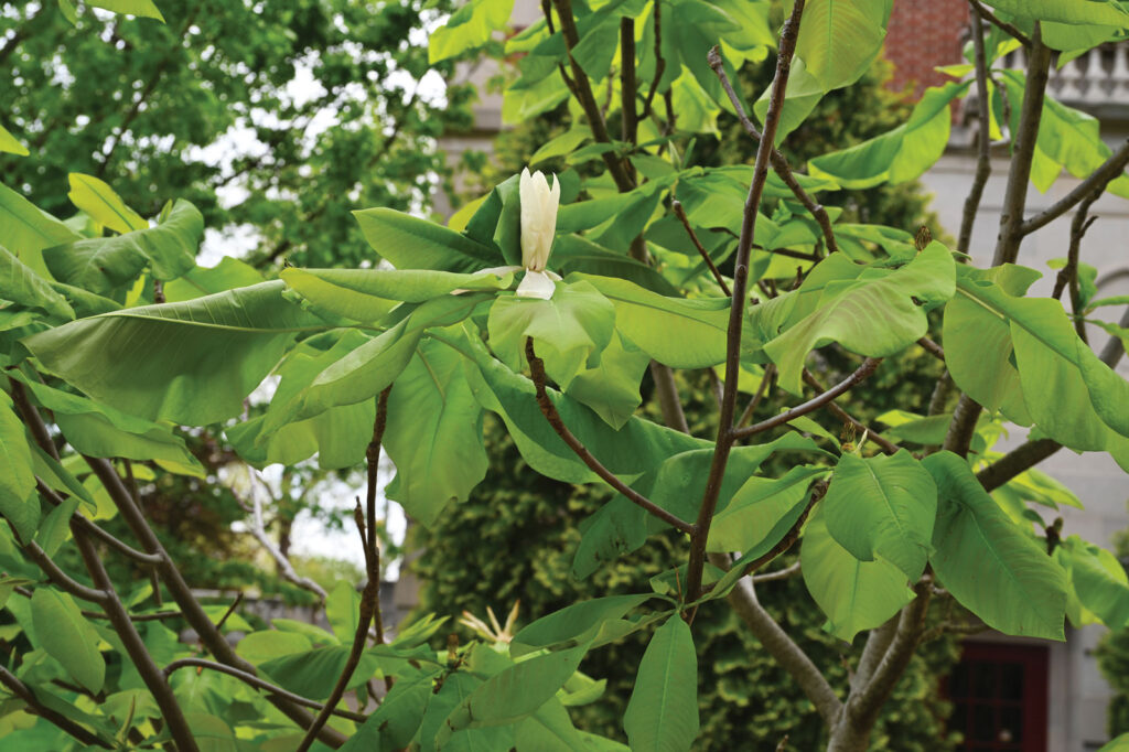 Umbrella Magnolia Near Jesse Hall Kamukama