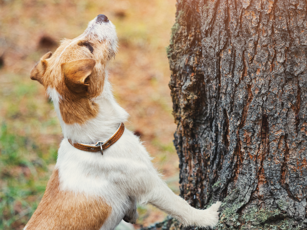 Wire Haired Jack Russell Terrier Treed