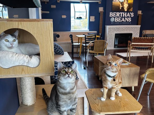 Berthas-beans-cat-cafe