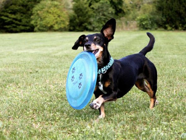 COMO_COMING-UP_dog-frisbee