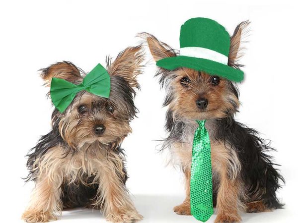 COMO_EXTRA_StPattys-dog