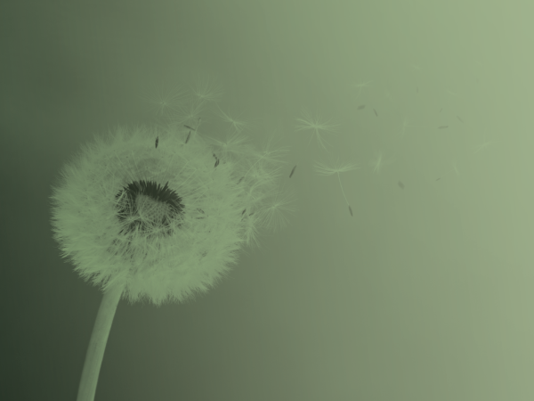 Dandelion-blowing-seeds