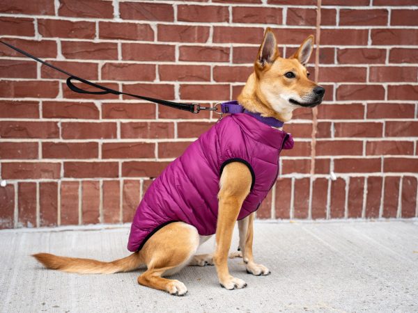 Doggo-wearing-a-purple-vest