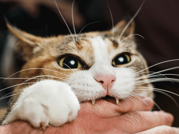 GettyImages-1200175491_cat-bite